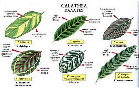 Calathea4
