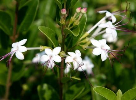 ClerodendrumInerme