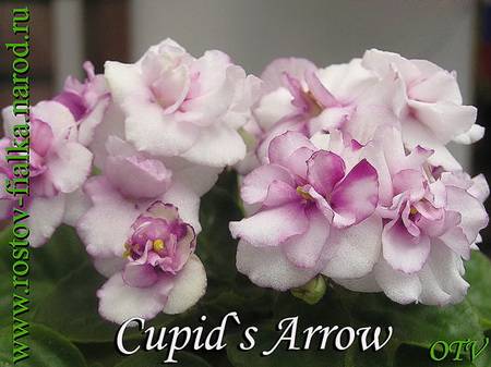 Cupid'sArrow4
