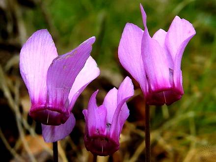 CyclamenPurpurascens2