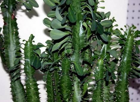 Euphorbia5