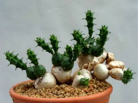 EuphorbiaGlobosa