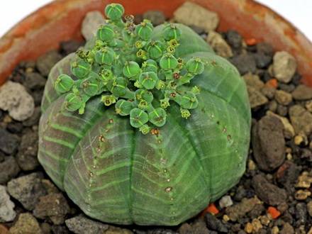 EuphorbiaMeloformis