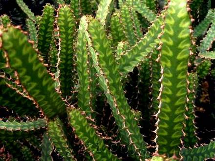 EuphorbiaPseudocactus