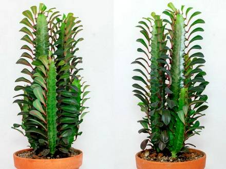 EuphorbiaTrigona