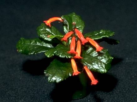GesneriaCuneifolia2