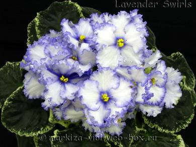 LavenderSwirls2