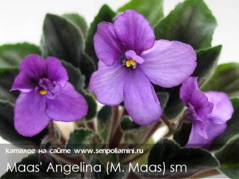 Maas'Angelina1