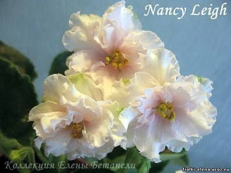 NancyLeigh1
