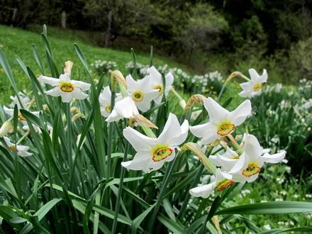 NarcissusAngustifolius