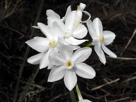 NarcissusPapyraceus