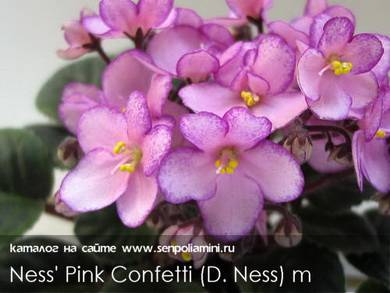 Ness'PinkConfetti3