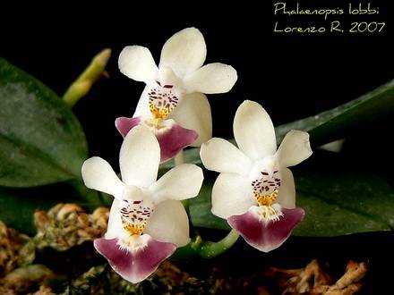 OrchidMinis6
