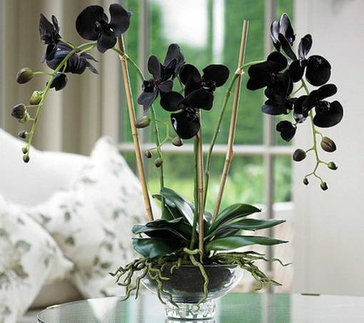 Orchids-Black-Dahlia9