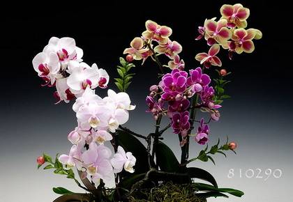 Orchids7