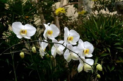 Phalaenopsis2