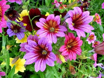 Salpiglossis9