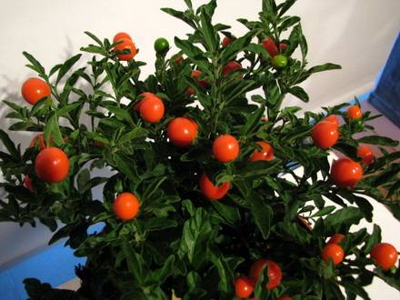 Solanum1