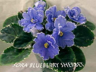 SoraBlueberrySherbet2