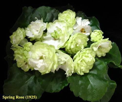 Фиалки на подоконнике | Spring Rose (LLG/P.Sorano).