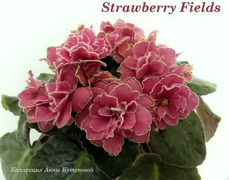 StrawberryFields1