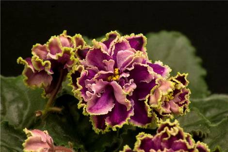 Фиалка Каменный цветок: особенности и характеристика сорта, правила выращивания и ухода, отзывы
